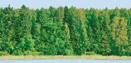 Панно Forest Panno (из 2 шт.) 25x90