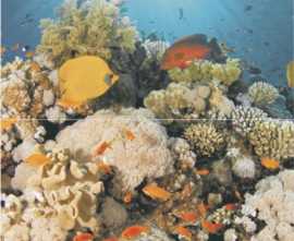 Панно Corals Panno (из 2-х шт) 45x50