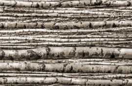Панно Birch (из 4-х плиток) 89,8x239,8